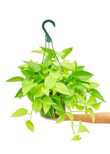 Load image into Gallery viewer, Neon Pothos, Large
