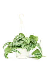 Load image into Gallery viewer, Silver Pothos &#39;Exotica&#39;, Large
