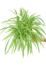 Load image into Gallery viewer, Spider Plant &#39;Reverse&#39;, Large
