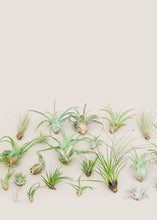 Load image into Gallery viewer, Mystery Air Plant Box 40-Pack
