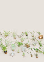 Load image into Gallery viewer, Mystery Air Plant Box 40-Pack
