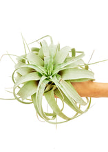 Load image into Gallery viewer, King of Air Plants, Large
