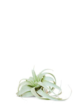 Load image into Gallery viewer, King of Air Plants, Medium
