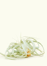 Load image into Gallery viewer, King of Air Plants, Extra Large
